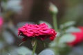 Beautiful blooming red rose closeup on the blur background Royalty Free Stock Photo