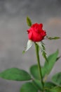 Beautiful Blooming Red Rose Flower with Blur Background