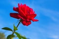 Beautiful blooming red rose in the garden against the blue sky. Bright daylight. Beautiful bokeh. Closeup of rose. Royalty Free Stock Photo