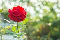 Beautiful blooming red rose in the garden