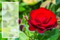 Beautiful blooming red rose in the garden close up. Space for text. Royalty Free Stock Photo