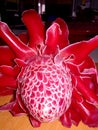 Beautiful blooming red torch ginger flower.
