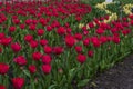 Beautiful blooming red tulip fields Royalty Free Stock Photo