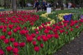 Beautiful blooming red tulip fields Royalty Free Stock Photo