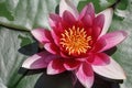 Beautiful blooming red water lily lotus flower with green leaves in the pond Royalty Free Stock Photo