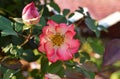 beautiful blooming red-white rose in a garden in India Royalty Free Stock Photo