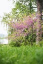 Beautiful Blooming Redbud Tree Royalty Free Stock Photo