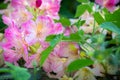 Beautiful blooming Rhododendron Ericaceae.