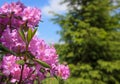 Beautiful blooming Rhododendron Royalty Free Stock Photo