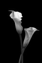 Beautiful blooming romantic pair of calla lilies