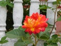 beautiful blooming rose with colorful petals and green leaves growing near the fence Royalty Free Stock Photo