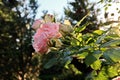 Beautiful blooming rose flowers on background of green plants in the summer home garden. Odessa, Ukraine. Royalty Free Stock Photo