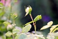 Beautiful blooming rose flowers on background of green plants in the summer home garden. Odessa, Ukraine. Royalty Free Stock Photo