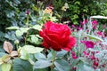 Beautiful blooming rose flowers on background of green plants in the summer home garden. Odessa, Ukraine. Royalty Free Stock Photo