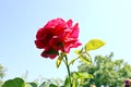 Beautiful blooming rose flowers on background of green plants in the summer home garden. Odessa, Ukraine. Royalty Free Stock Photo