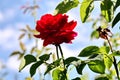 Beautiful blooming rose flowers on background of green plants in the summer home garden. Odessa, Ukraine. Royalty Free Stock Photo