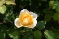 Beautiful blooming rose flowers with yellow-white petals. Selective focus Royalty Free Stock Photo