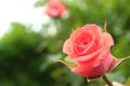 Beautiful blooming rose in garden, closeup view Royalty Free Stock Photo