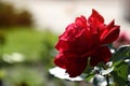 Beautiful blooming rose in garden on sunny day. Space for text Royalty Free Stock Photo