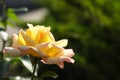 Beautiful blooming rose in garden on sunny day, closeup view. Royalty Free Stock Photo