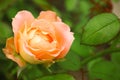 blooming rose in green garden, closeup view. Space for text Royalty Free Stock Photo