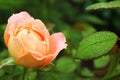 Beautiful blooming rose in green garden,  view. Space for text Royalty Free Stock Photo