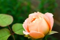Beautiful blooming rose in green garden, closeup view Royalty Free Stock Photo