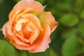 Beautiful blooming rose in green garden. Space for text Royalty Free Stock Photo