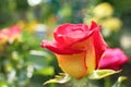 Beautiful blooming rose in green garden on summer day, closeup view Royalty Free Stock Photo