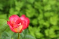 Beautiful blooming rose in green garden on summer day, closeup view Royalty Free Stock Photo