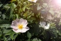 Beautiful blooming rose hip flowers on bush outdoors Royalty Free Stock Photo