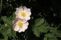 Beautiful blooming rose hip flowers on bush outdoors Royalty Free Stock Photo