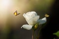 Beautiful blooming rose. Spring-summer garden and flying butterflies on blurred sunny shiny glowing background, fairy tale nature