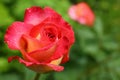 Beautiful blooming rose with water drops in garden on summer day. Space for text Royalty Free Stock Photo