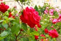 Beautiful blooming roses with colorful red and pink flowers