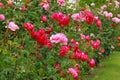 Beautiful blooming roses with colorful red and pink flowers