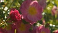 Beautiful blooming roses in the rain Royalty Free Stock Photo