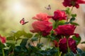 Beautiful blooming roses. Spring-summer garden and flying butterflies on blurred sunny shiny glowing background, fairy tale nature