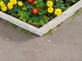 Beautiful blooming round stone vase flowerbed surrounded by asphalt pavement. Top view background