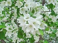 Beautiful blooming Sakura. Cherry blossom. In Japan, the sakura symbolizes the clouds due to the fact that many cherry blossoms