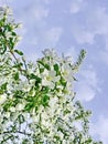 Beautiful blooming Sakura. Cherry blossom. In Japan, the sakura symbolizes the clouds due to the fact that many cherry blossoms o