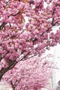 Beautiful blooming sakura trees in alley. Pink sakura flowers on branches in sunny light in city Royalty Free Stock Photo