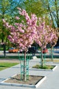 Beautiful blooming sakura. Young sakura trees in the park. Hanami. Sakura blossom time