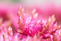 Beautiful blooming Sedum, macro