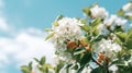 Beautiful Blooming Shrub With White Blossoms And Berries