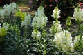 Beautiful blooming snapdragon in the garden.Snapdragon flower and green leaf.