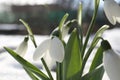 Beautiful blooming snowdrops growing in snow outdoors, closeup. Spring flowers Royalty Free Stock Photo