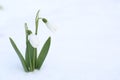 Beautiful blooming snowdrops growing in snow outdoors, space for text. Spring flowers Royalty Free Stock Photo