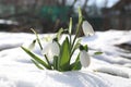 Beautiful blooming snowdrops growing in snow outdoors. Spring flowers Royalty Free Stock Photo