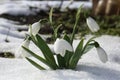 Beautiful blooming snowdrops growing in snow outdoors. Spring flowers Royalty Free Stock Photo